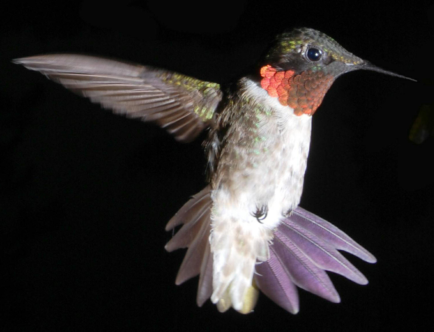 malehummingbird